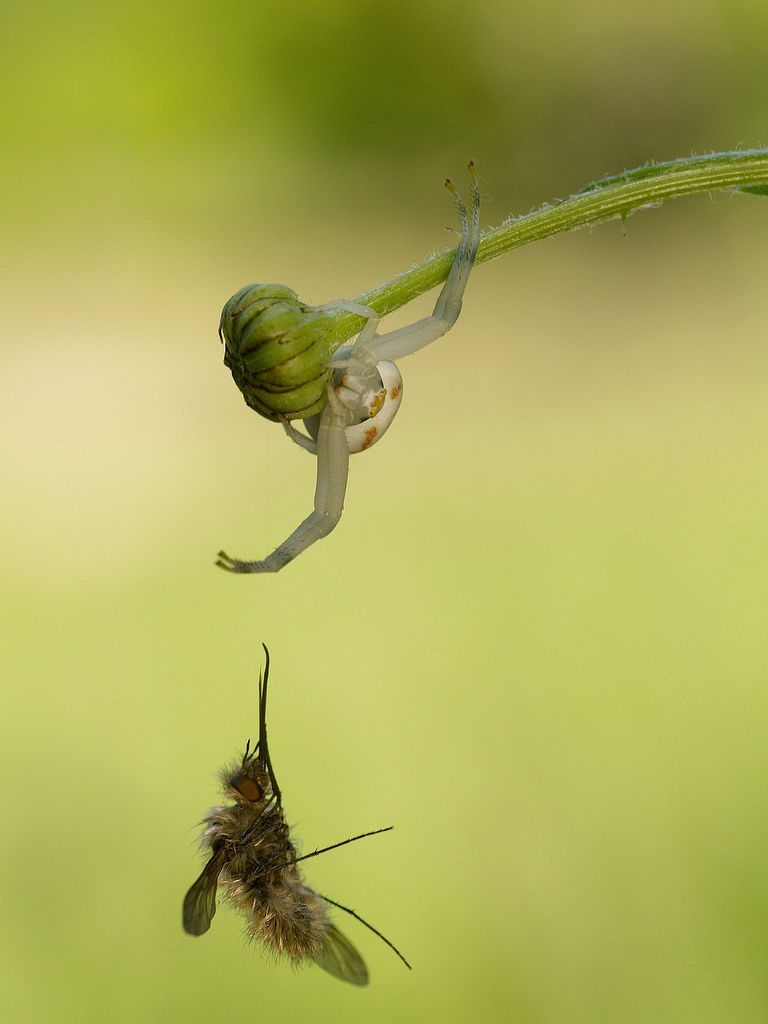 Arachnide_Thomisidae_Misumena-Vatia.jpg