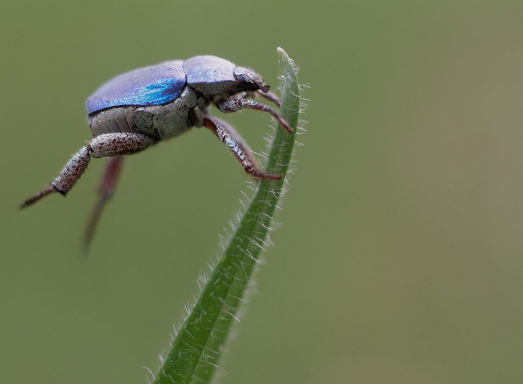 Coléoptère_Hoplia-Coerulea.jpg