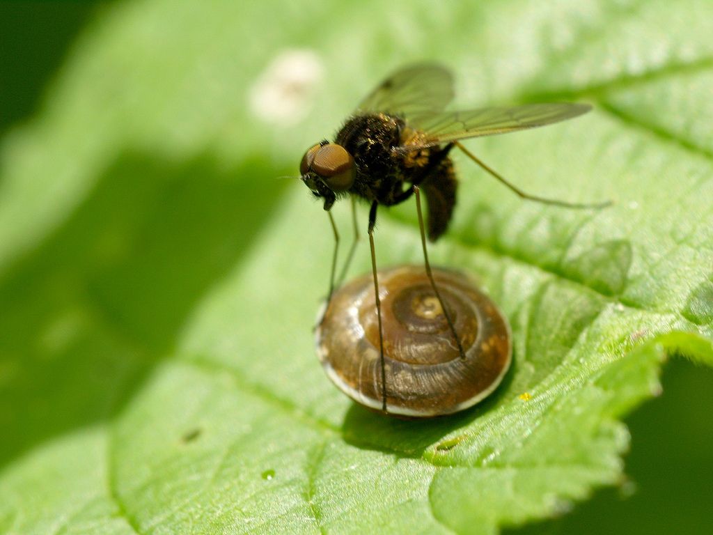 Diptère_Rhagionide_Chrysopilus-sp.jpg