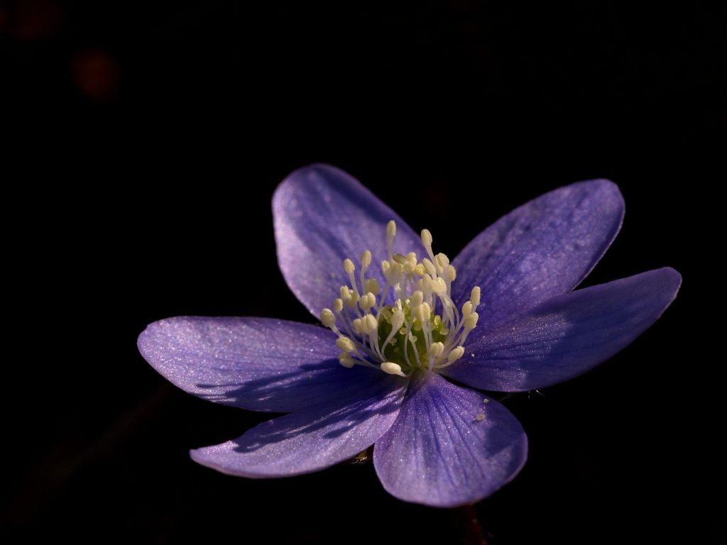 Hepatica-Triloba.jpg