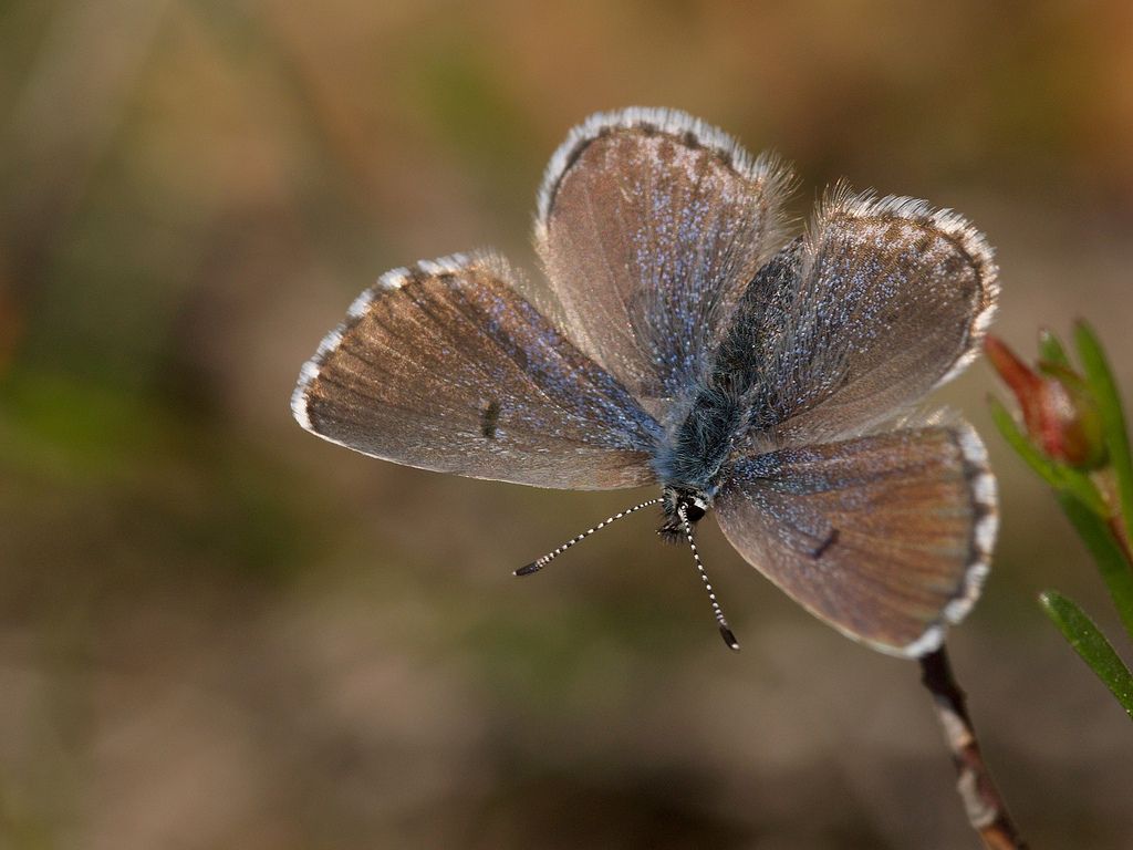 Lépidoptère_Lycaenides_Glaucopsyche-Alexis.jpg