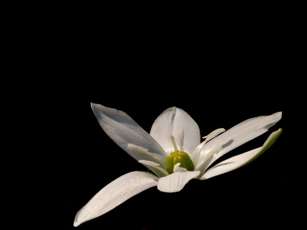 Ornithogalum-Umbellatum.jpg