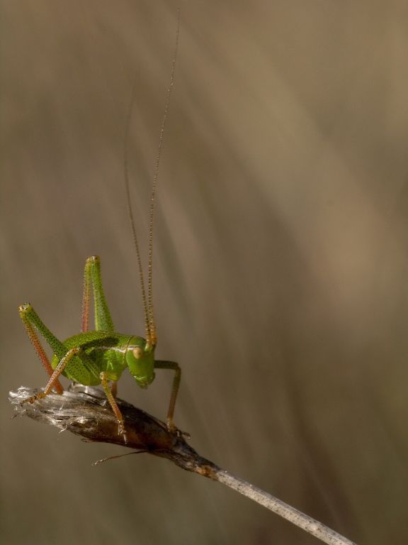 Orthoptère_Tettigoniide_Leptophyes-Punctatissima(juvénile).jpg