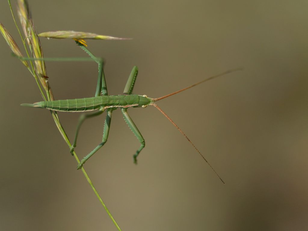 Orthoptère_Tettigoniide_Sago-Pedo.jpg