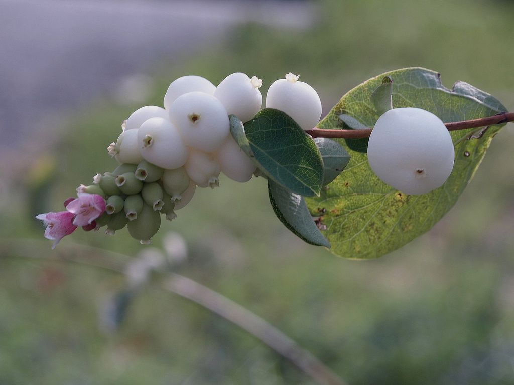 Symphoricarpos-Racemosus.jpg